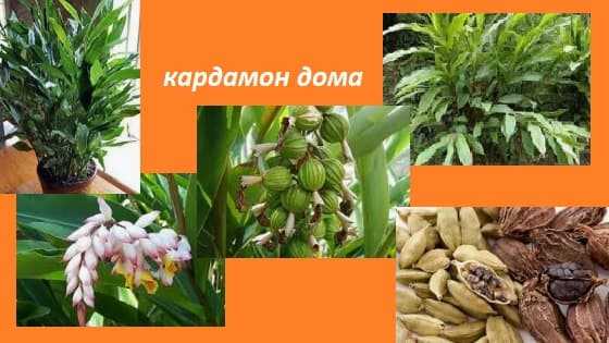 Как вырастить кардамон из семян в домашних условиях