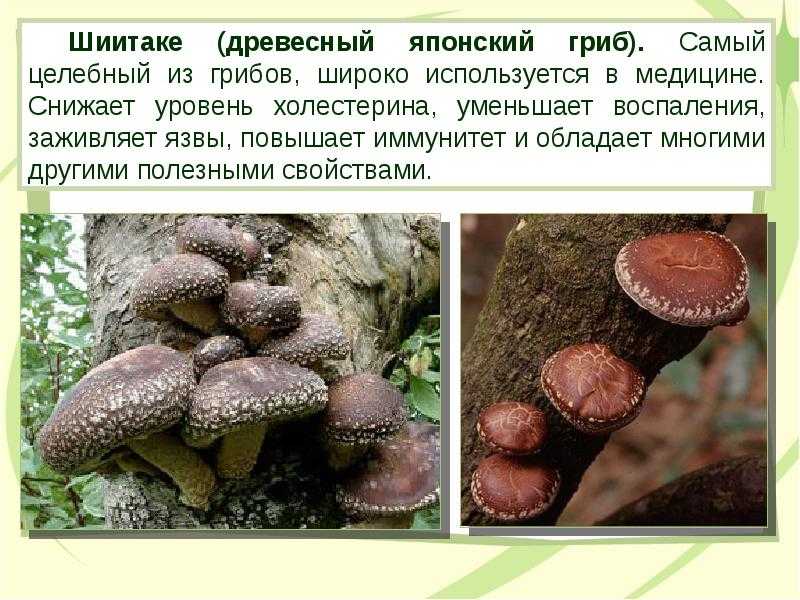 Грибы трутовики — съедобные, лекарственные и вредители сада