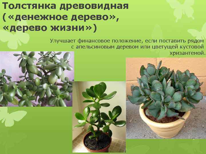 Денежное дерево (толстянка): уход в домашних условиях, цветение