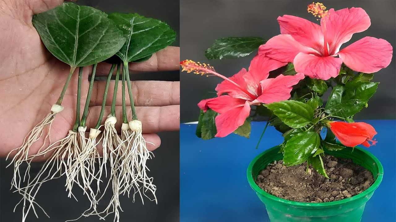 Ухаживание за гибискусом (hibiscus)