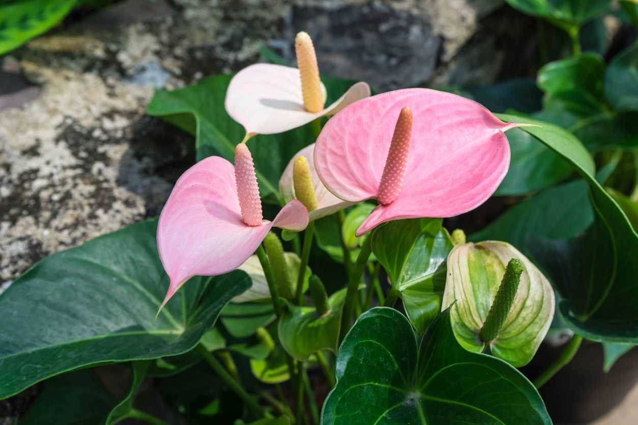 Антуриум уход в домашних условиях, фото сортов, описание,