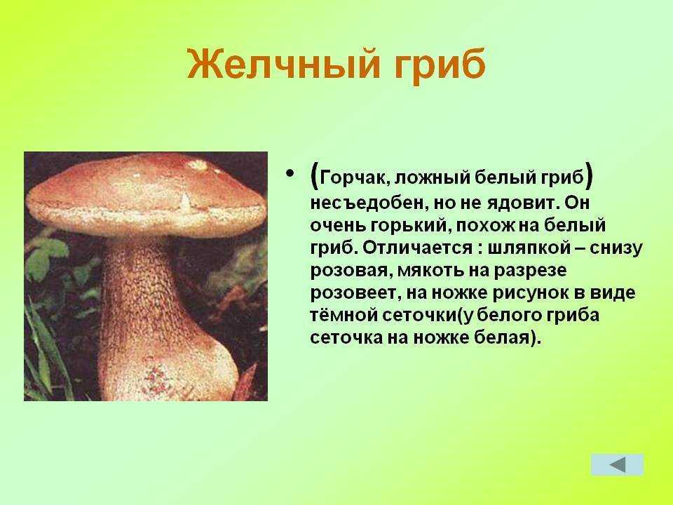 Ложный белый гриб: фото и описание, отличия от настоящего