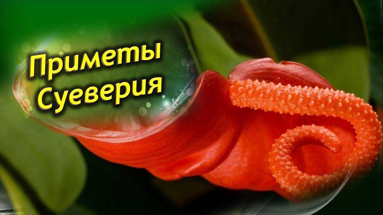 Цветок антуриум или мужское счастье, уход в домашних условиях, фото, болезни