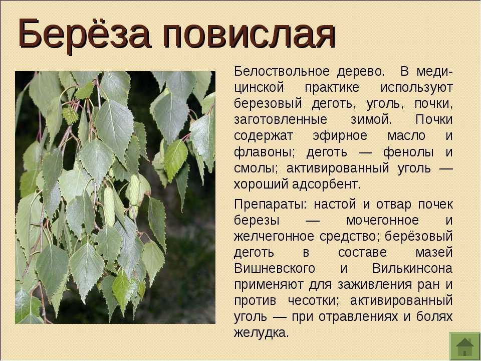 Выращивание березы, уход после посадки и виды