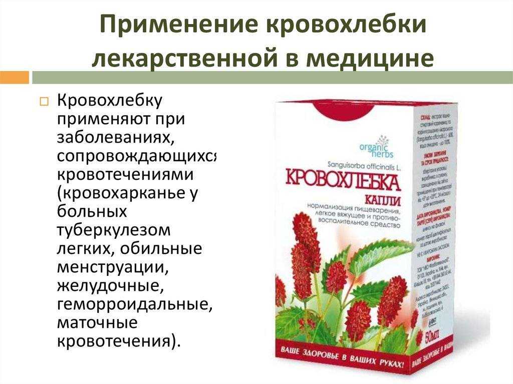 Кровохлебка лекарственная (грыжник трава), трава кровохлебка применение, настой кровохлебки, отвар кровохлебки
