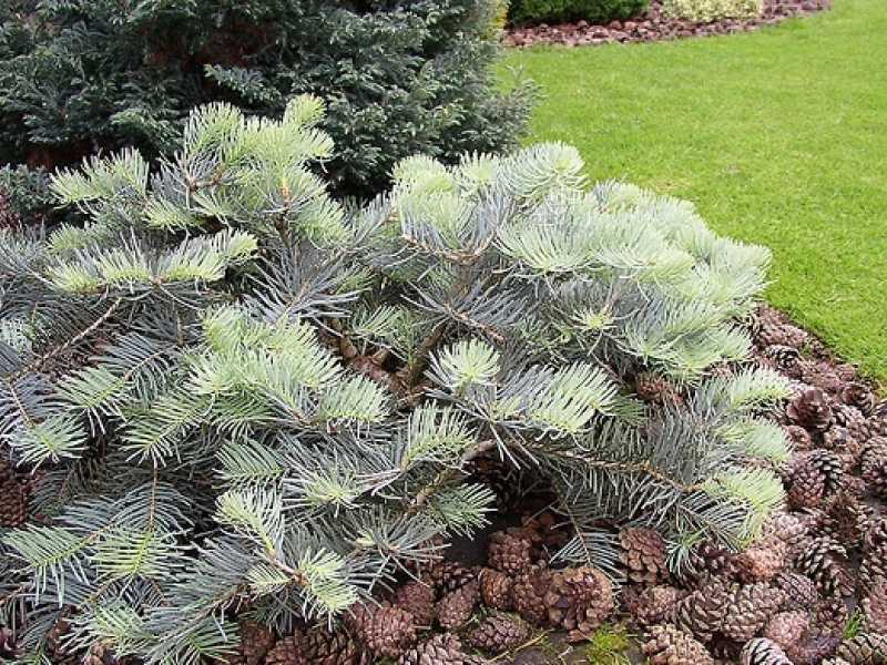Пихта одноцветная (abies concolor): описание, посадка и уход, сорта, применение в ландшафтном дизайне, фото, видео