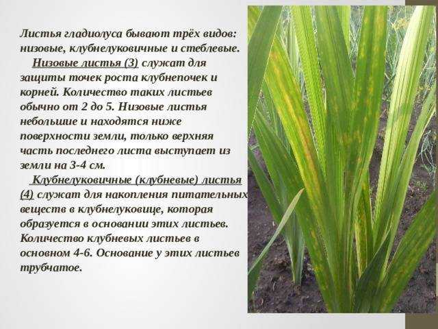 Почему гладиолусы становятся одного цвета — сад и огород