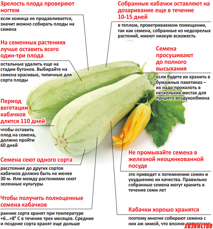 Что сделать из крупных огурцов? - заготовки