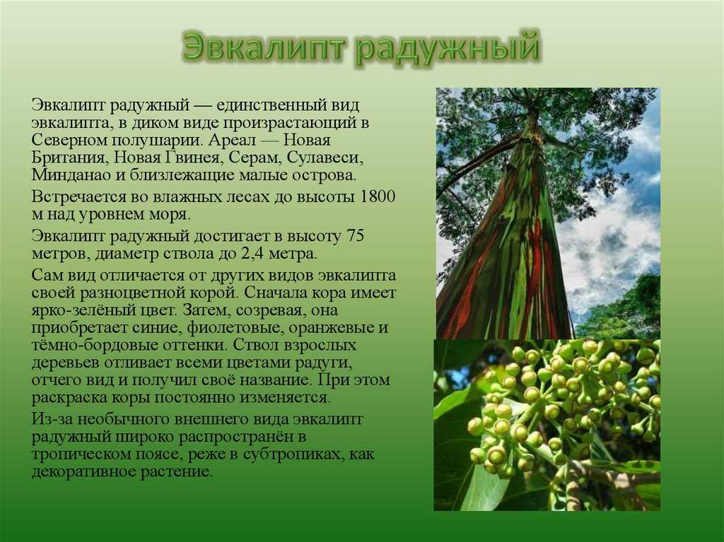 История могучего эвкалипта
