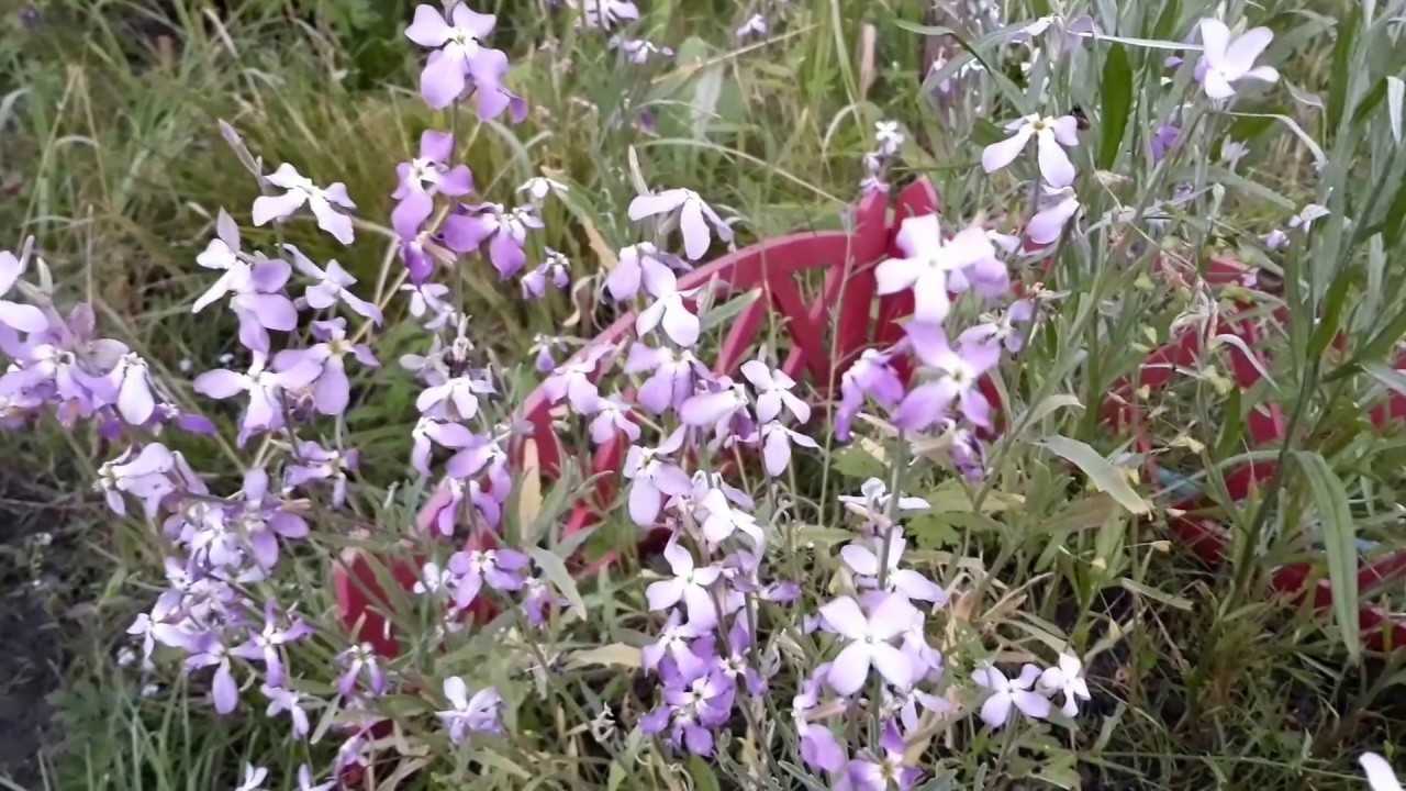 Левкой: посадка и уход в открытом грунте, выращивание из семян
