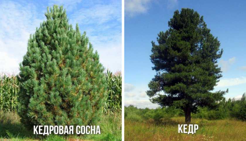 Кедр сибирская сосна. фото и описание. посадка и уход, болезни дерева. особенности выращивания