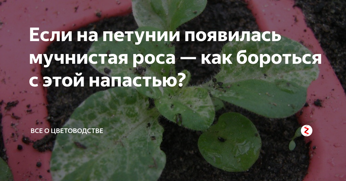 Если на петунии появилась мучнистая роса, с ней можно успешно бороться Мы расскажем о препаратах, помогающих избавиться от болезни, а также покажем на фото, чем и как можно обработать растение для лечения