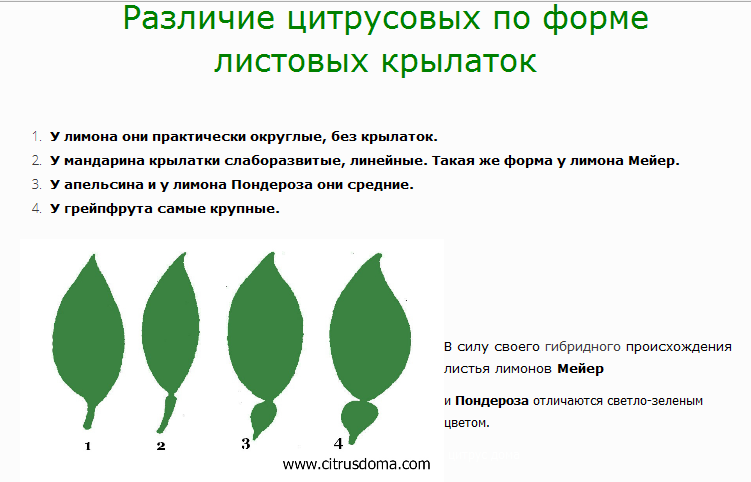 Из статьи вы узнаете все о листьях лимона Поймете, как отличить их от апельсина, и увидите, как выглядят на фото О том, какие есть полезные свойства и что с ними делать, а также как собрать и правильно заготовить