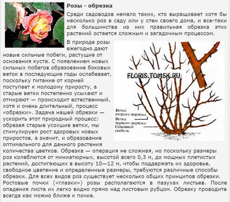 Обрезка шиповника осенью схема