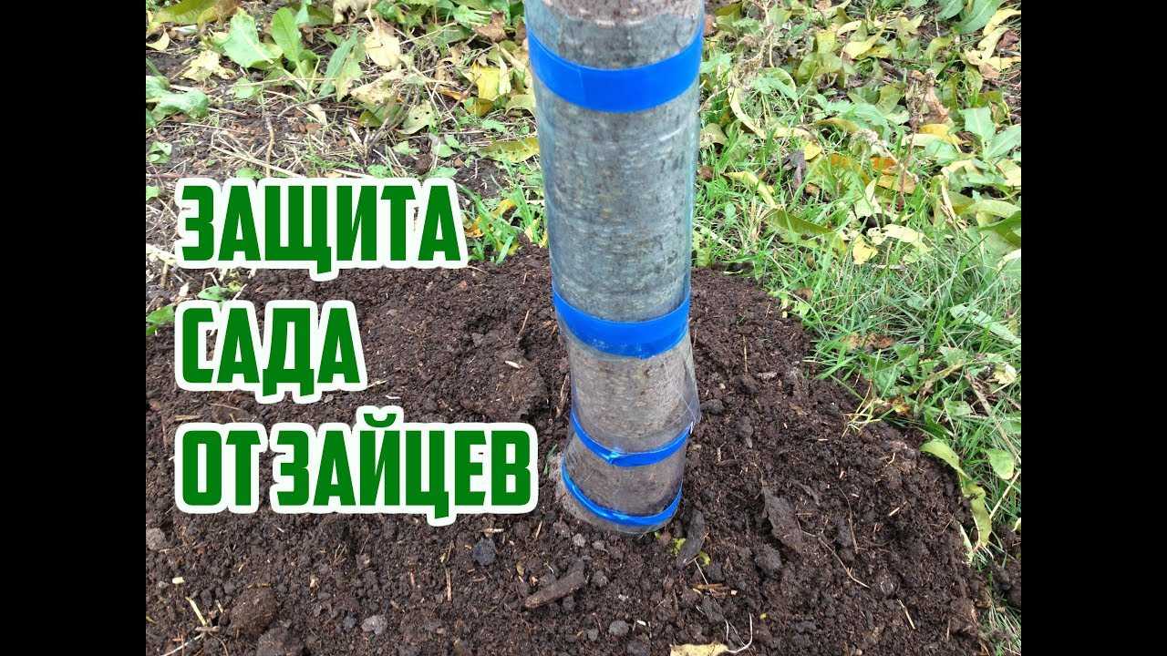 Создание надежных укрытий для деревьев на зиму