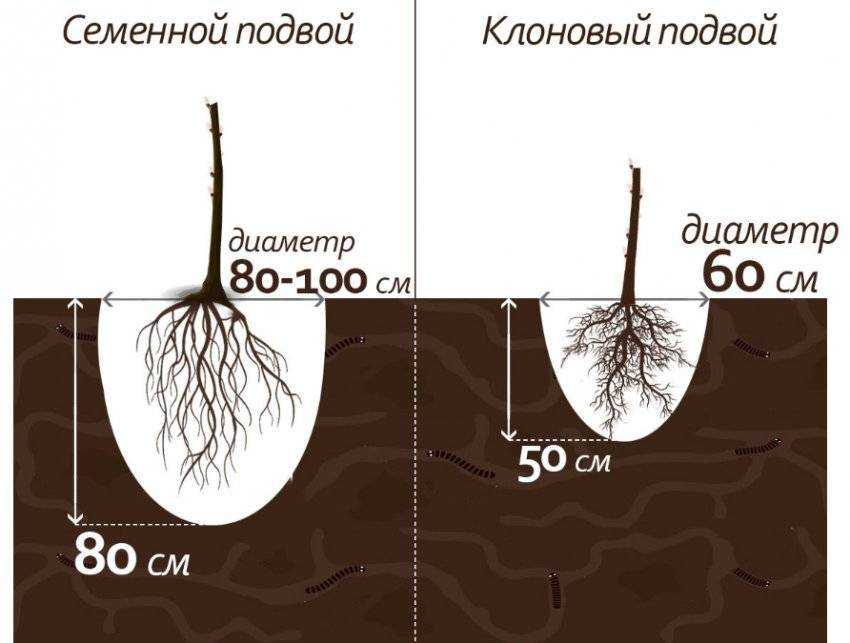 Расстояние между яблонями и другими деревьями при посадке - сорта яблонь: полный каталог