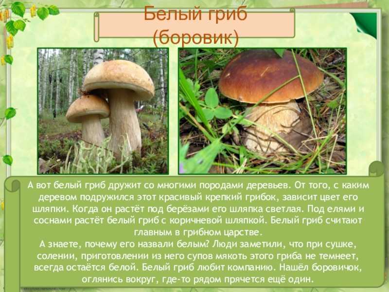 Как выглядит ложный белый гриб. как отличить желчный гриб (ложный белый) от съедобного белого гриба и от подберезовика? основные признаки
