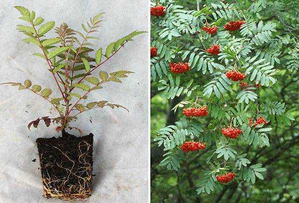 Рябина Sorbus ― это род древесных растений трибы Яблоневые, который является представителем семейства Розовые По информации, взятым из различных источников, данный род объединяет 80–100 видов