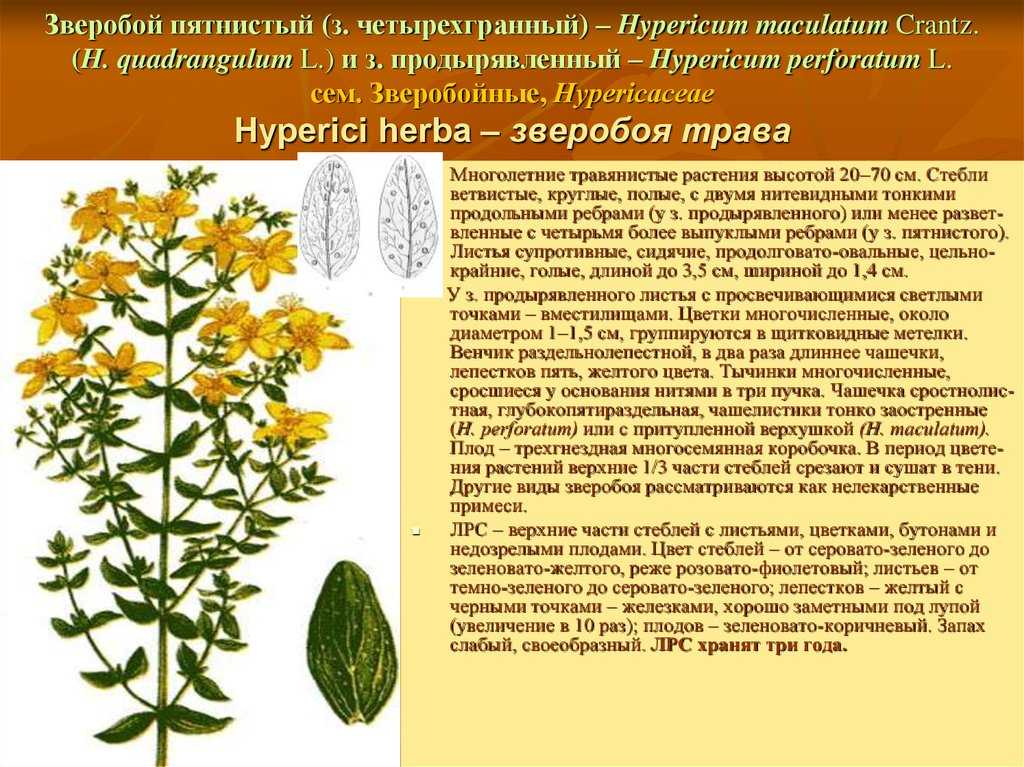 Описание и фото травы зверобой