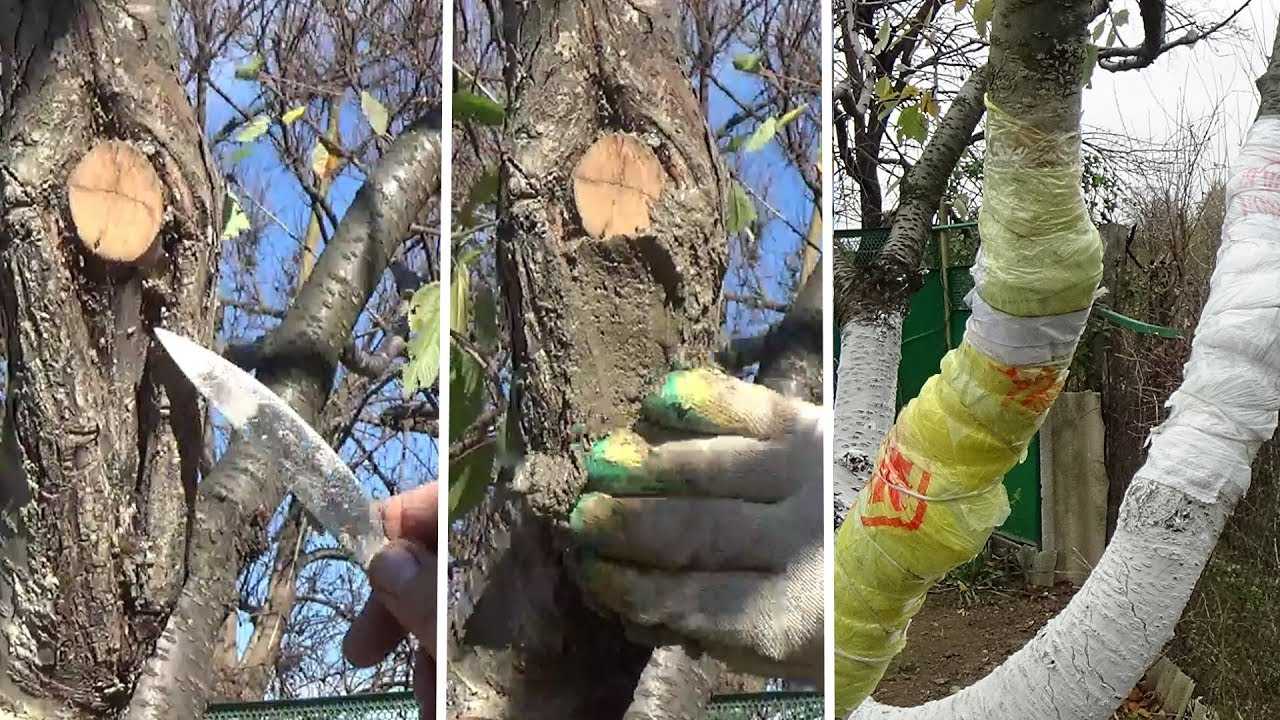 Обработка ран и срезов яблонь и других плодовых деревьев