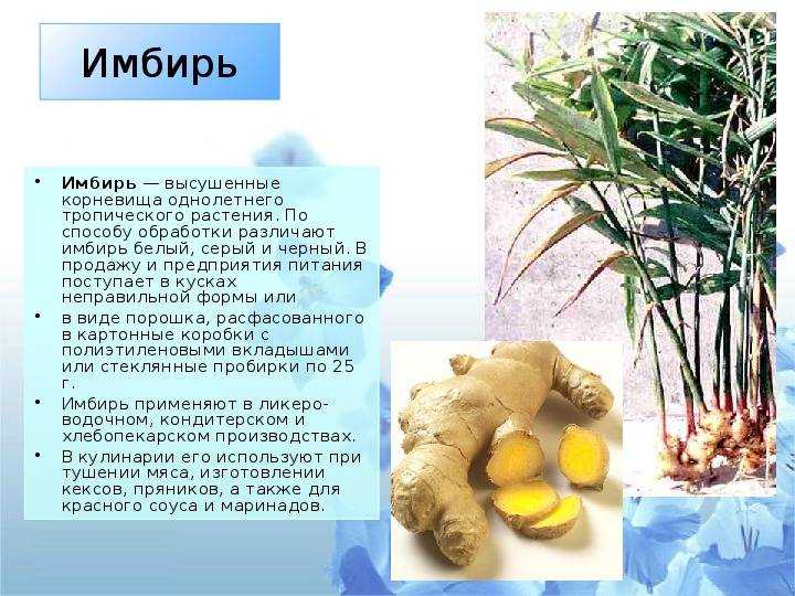 Как хранить имбирь в домашних условиях: как сохранить корень, как сушить, как тонко нарезать, заготовить, сохранить свежим