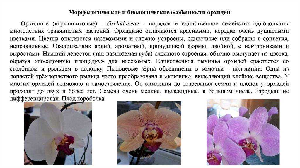 Сколько живет орхидея фаленопсис и как омолодить старое растение? уход за цветком в разные периоды