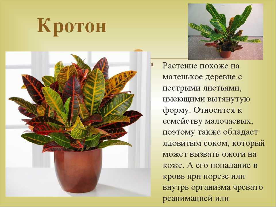 Кротон (кодиеум): уход в домашних условиях, размножение, виды, фото