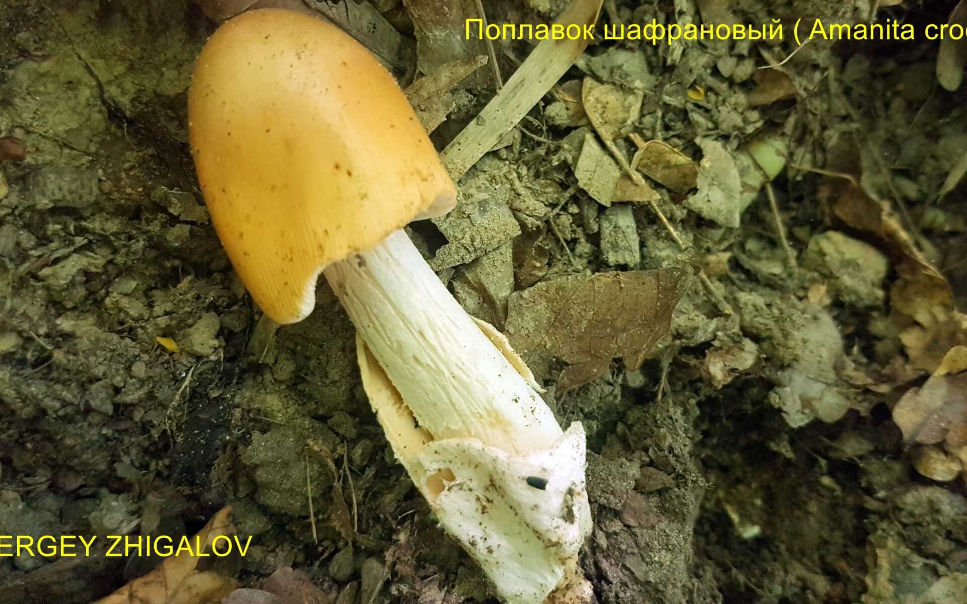 Поплавок шафрановый (шафранный, толкачик шафрановый): фото и описание, как готовить