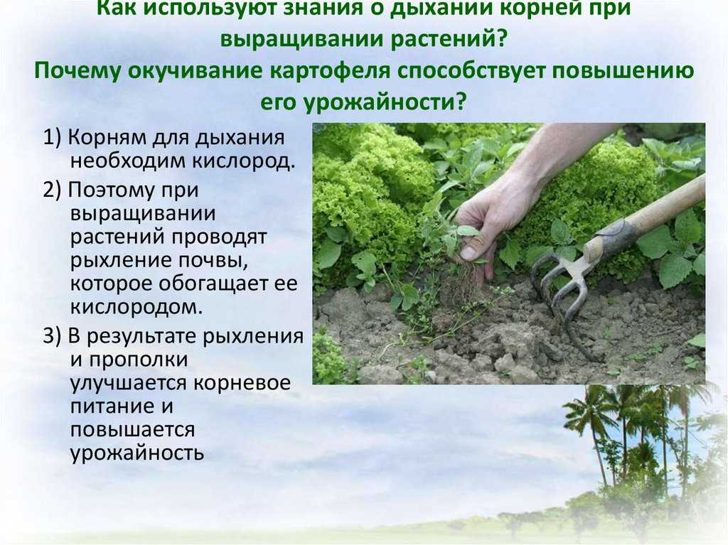 ᐉ зачем делают окучивание растений