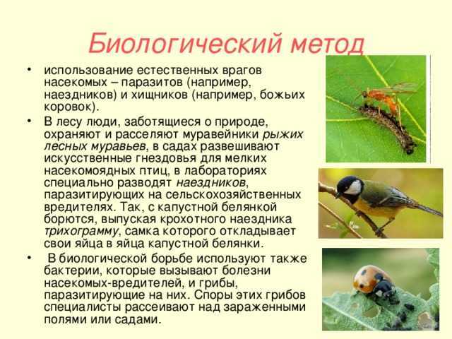Паутинный клещ: как бороться, средства и препараты