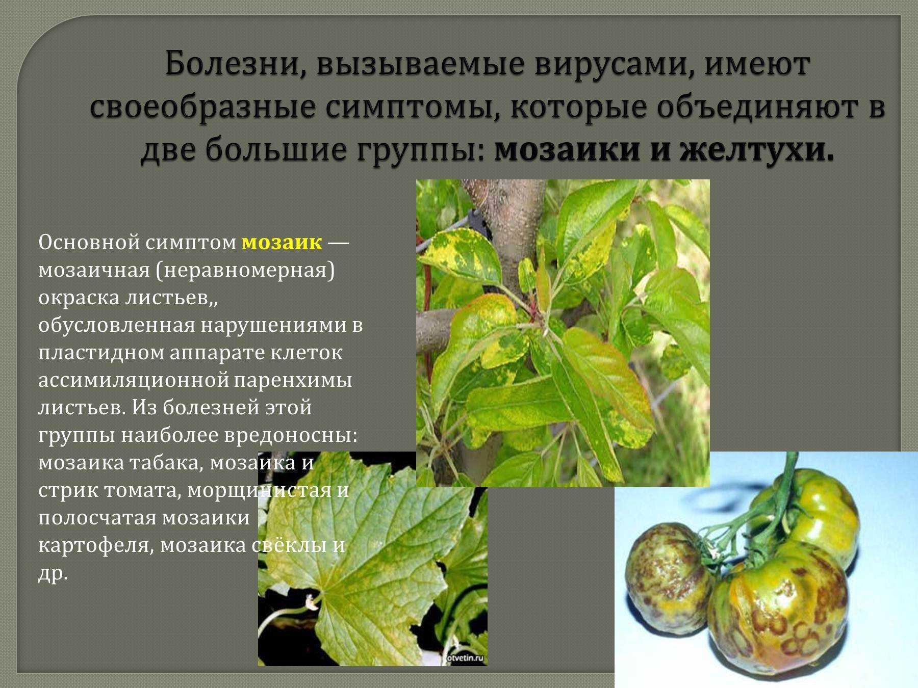 Заболевание растения - мозаика