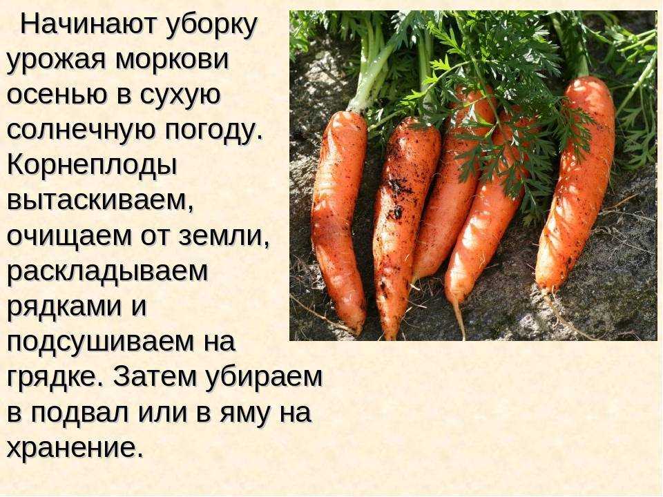 Какие заморозки выдерживают посевы в огороде - дачные советы.ру