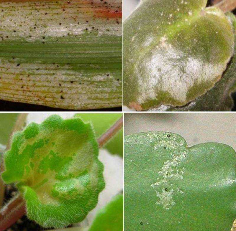 Трипсы на комнатных растениях- виды с фото, борьба с вредителем