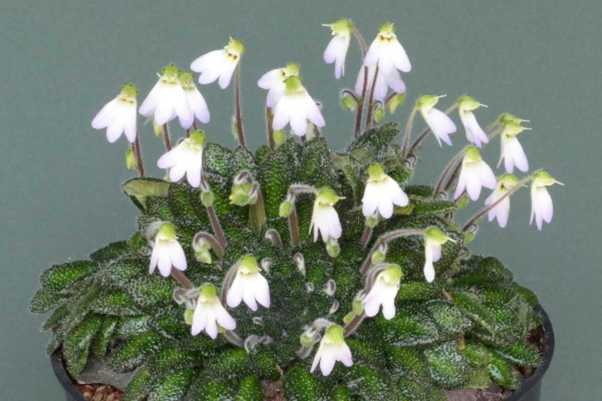 Петрокосмея. цветок петрокосмея (petrocosmea)
