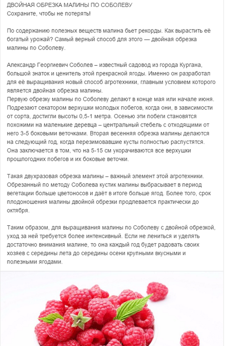 Разрастание малины: как ограничить и правильно сделать грядки