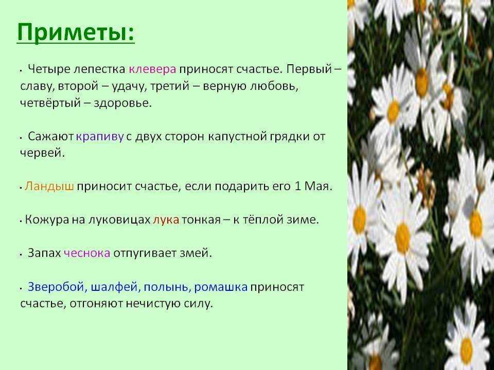 Маранта приметы. цветок маранта - приметы и суеверия - суеверия и приметысуеверия и приметы