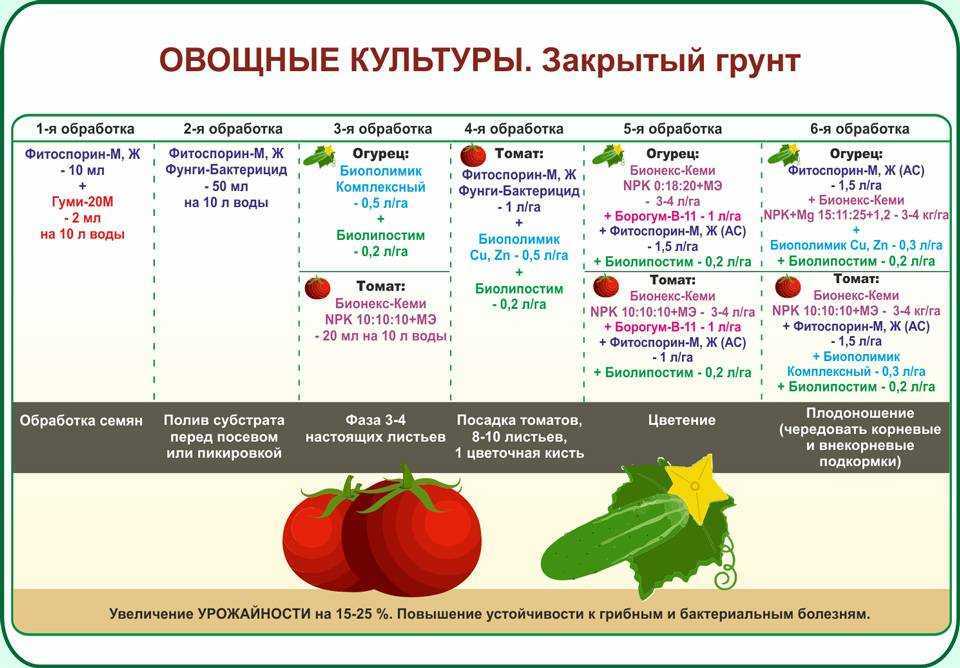 Как отличить кормовую тыкву от столовой. технология выращивания тыквы