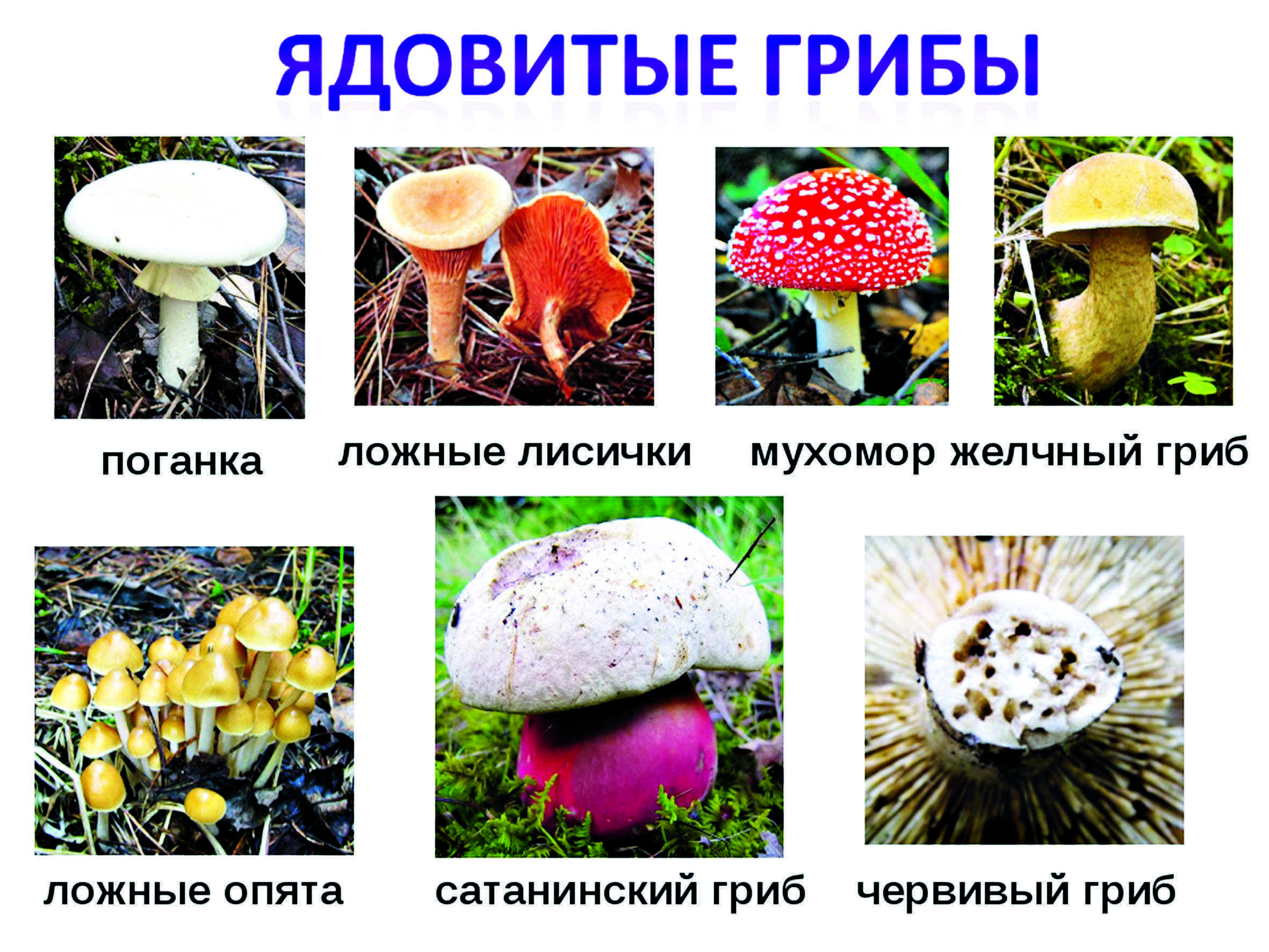 Трубчатые грибы