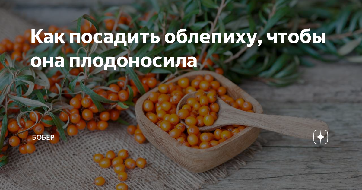 Как размножается облепиха: размножение весной зелёными черенками и семенами, как посадить и укоренить её