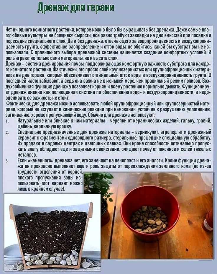 Размножение герани листом: можно ли вырастить цветок вегетативным способом в домашних условиях, что учесть и как ухаживать после посадки, а также требования к воде selo.guru — интернет портал о сельском хозяйстве