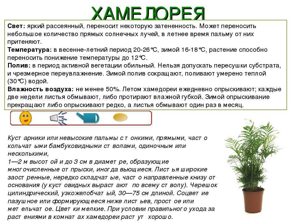 Хавортия selo.guru — интернет портал о сельском хозяйстве