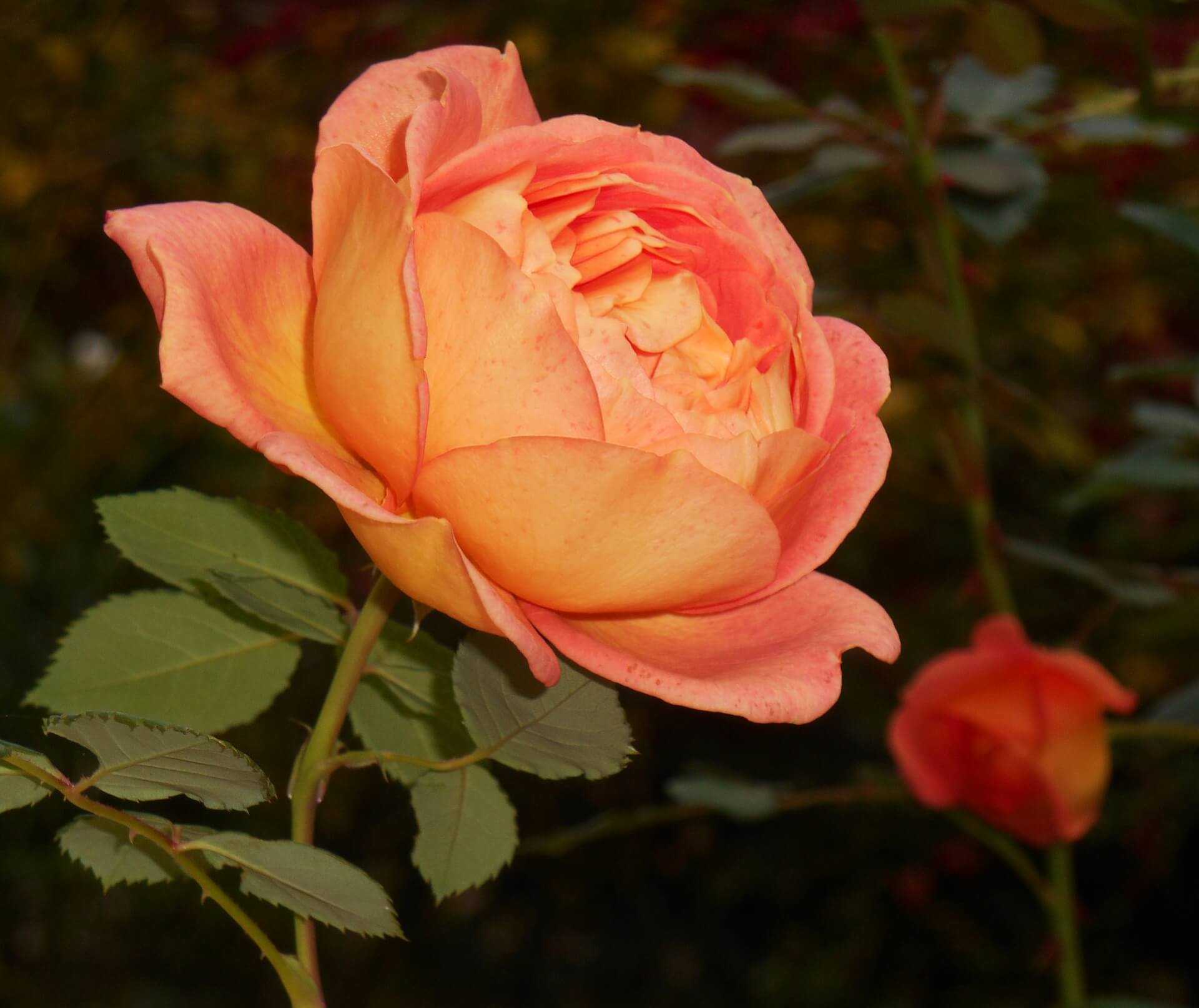 Роза леди оф шалот (lady of shalott): фото, отзывы, описание кустарниковой парковой розы остина, характеристики, выращивание в полутени