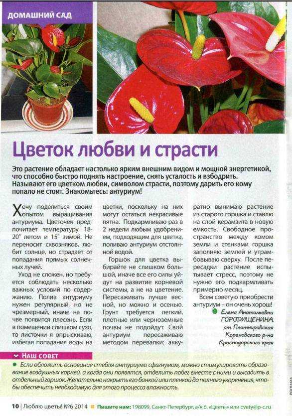 Комнатное растение антуриум лазящий: ботаническое описание и фото, география обитания, особенности ухода в домашних условиях, похожие цветы selo.guru — интернет портал о сельском хозяйстве
