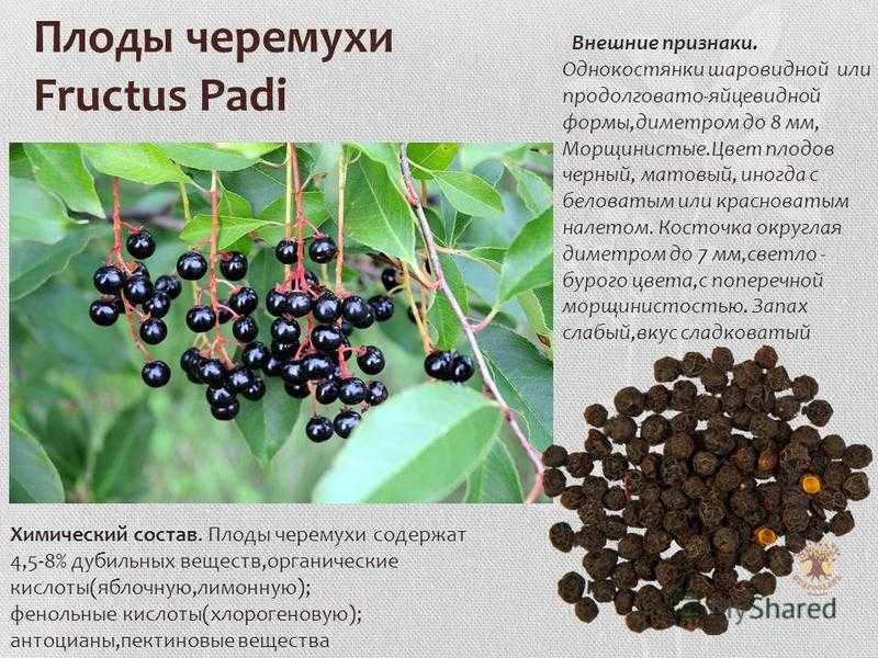 Черемуха – посадка и уход