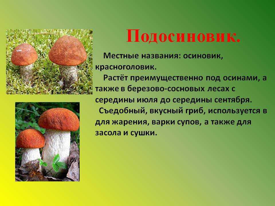 Несъедобные грибы - названия, фото и описания ядовитых грибов