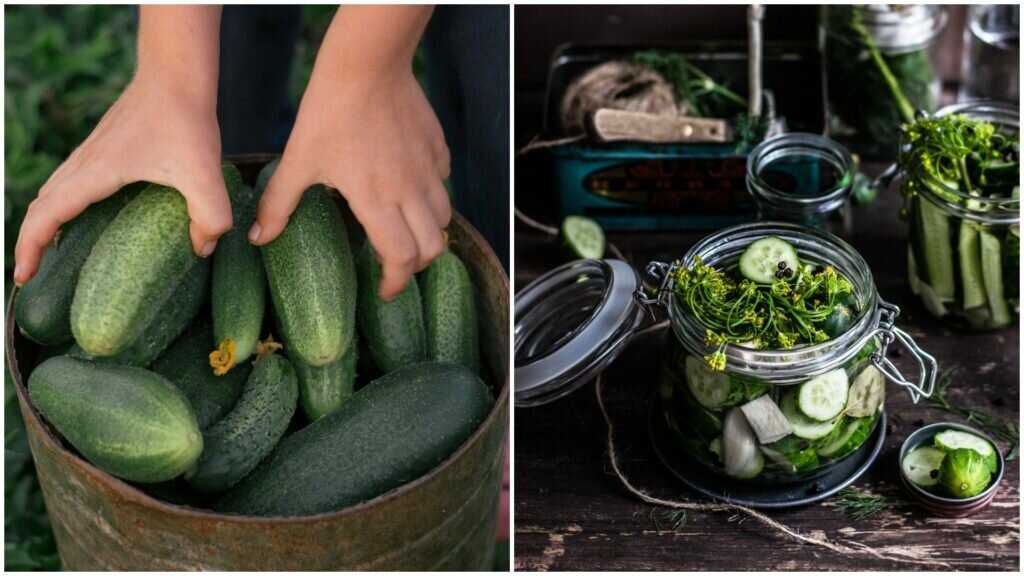 Хрустящие огурцы на зиму в банках - 10 самых вкусных рецептов