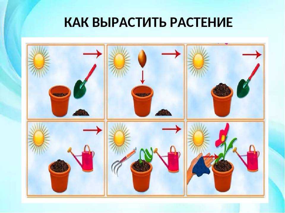 Как ухаживать за розой в горшке в домашних условиях зимой: что делать с комнатным цветком после покупки, как вырастить его здоровым в холода, секреты содержаниядача эксперт