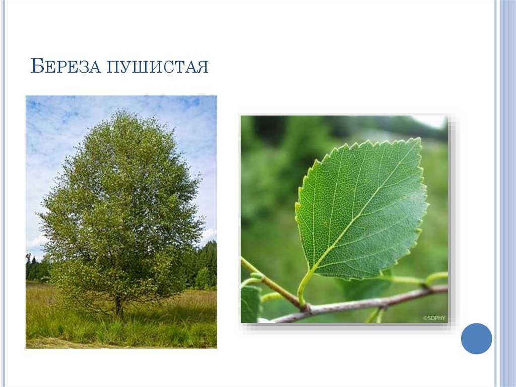 Береза пушистая