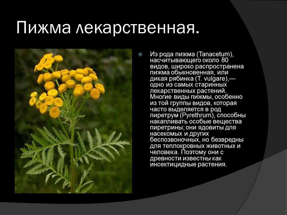 Крестовник: лечебные свойства, применение, рецепты