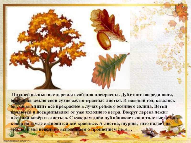 Скорость роста дуба из желудя. дуб: все секреты размножения и обрезки